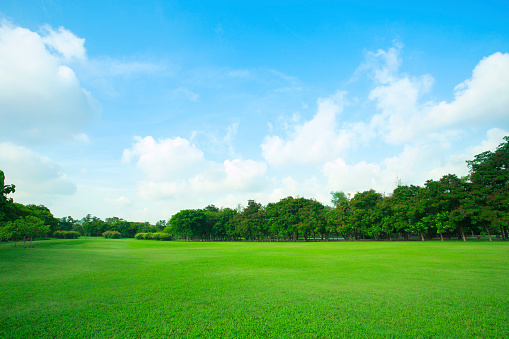 green field in public park