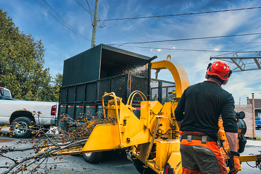 An arborist, in action, is placing branches in a mobile industrial wood chipper.