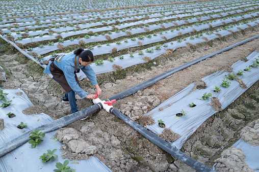 Farmers in Putian city, Fujian province, China check the growth of long bean seedlings in the field and open the gate to irrigate the seedlings