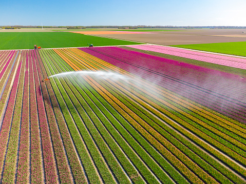 Tulips growing in an agricultural field in rows with an agricultural irrigation sprinkler gun spraying water over the flowers in Flevoland, The Netherlands, during springtime seen from above during a beautiful spring afternoon. Flowers are one of the main export products in the Netherlands and especially tulips and tulip bulbs.