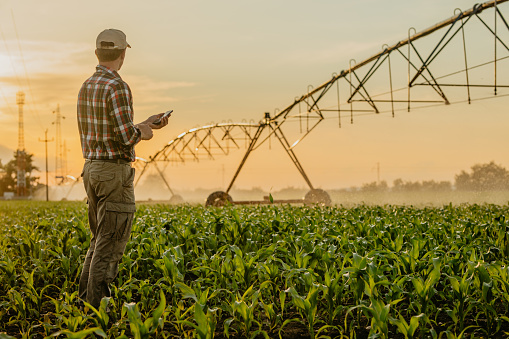 Rear view of man standing on corn field and using mobile phone